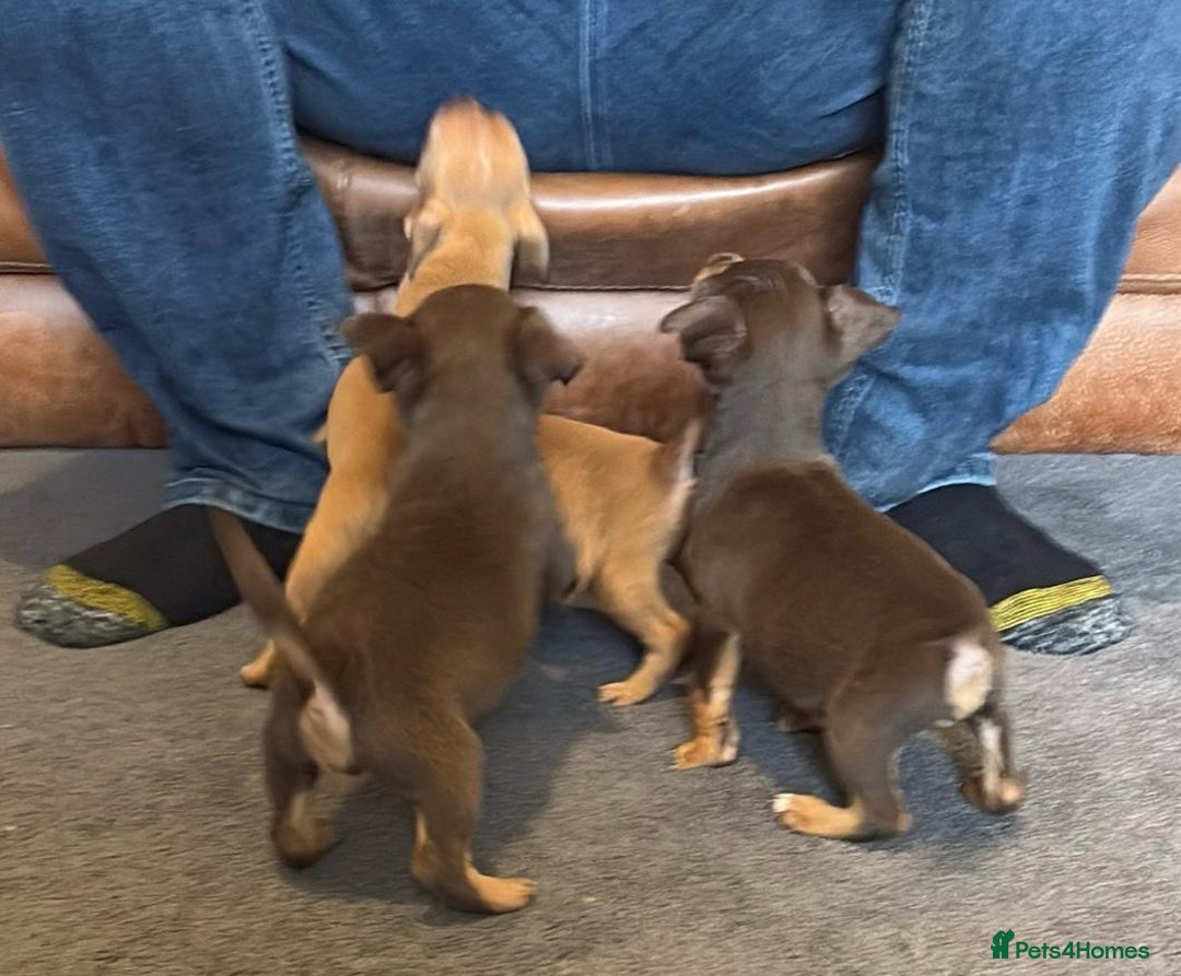 Jack Russell dogs for sale: Beautiful miniature jack russell puppies  - Image 35