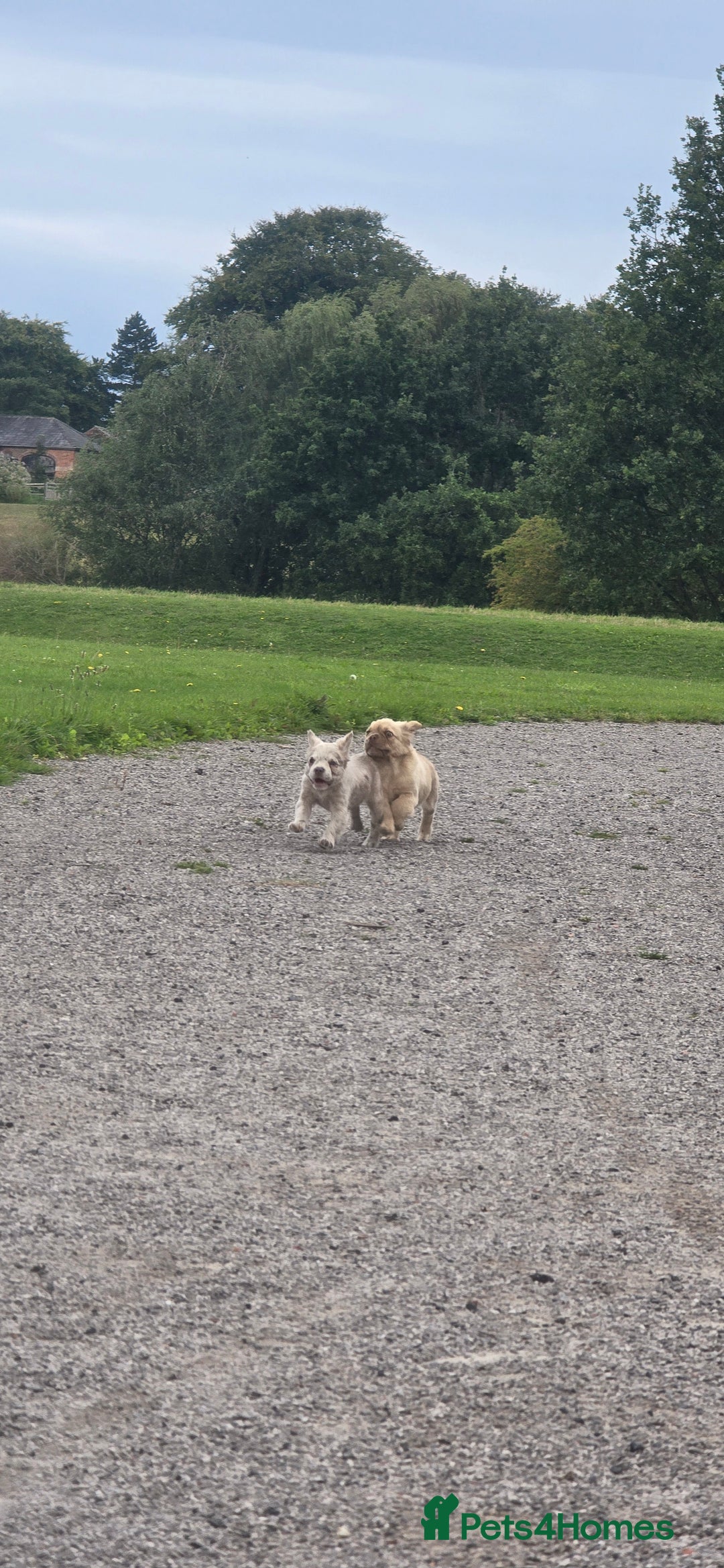 French Bulldog dogs for sale: full fluffy frenchy pups - Image 4