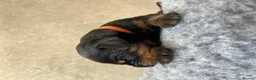 Dobermann dogs for sale: Outstanding Quality Dobermann puppies, KC REG - Advert 31