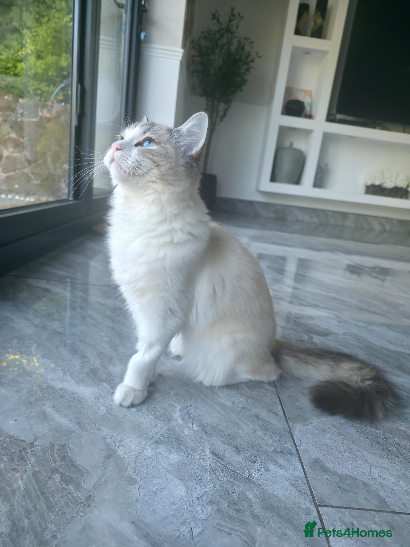 Ragdoll cats 🐾 Beautiful 7-Month-Old Ragdoll Cat for  Sale 🐾 - Advert 1