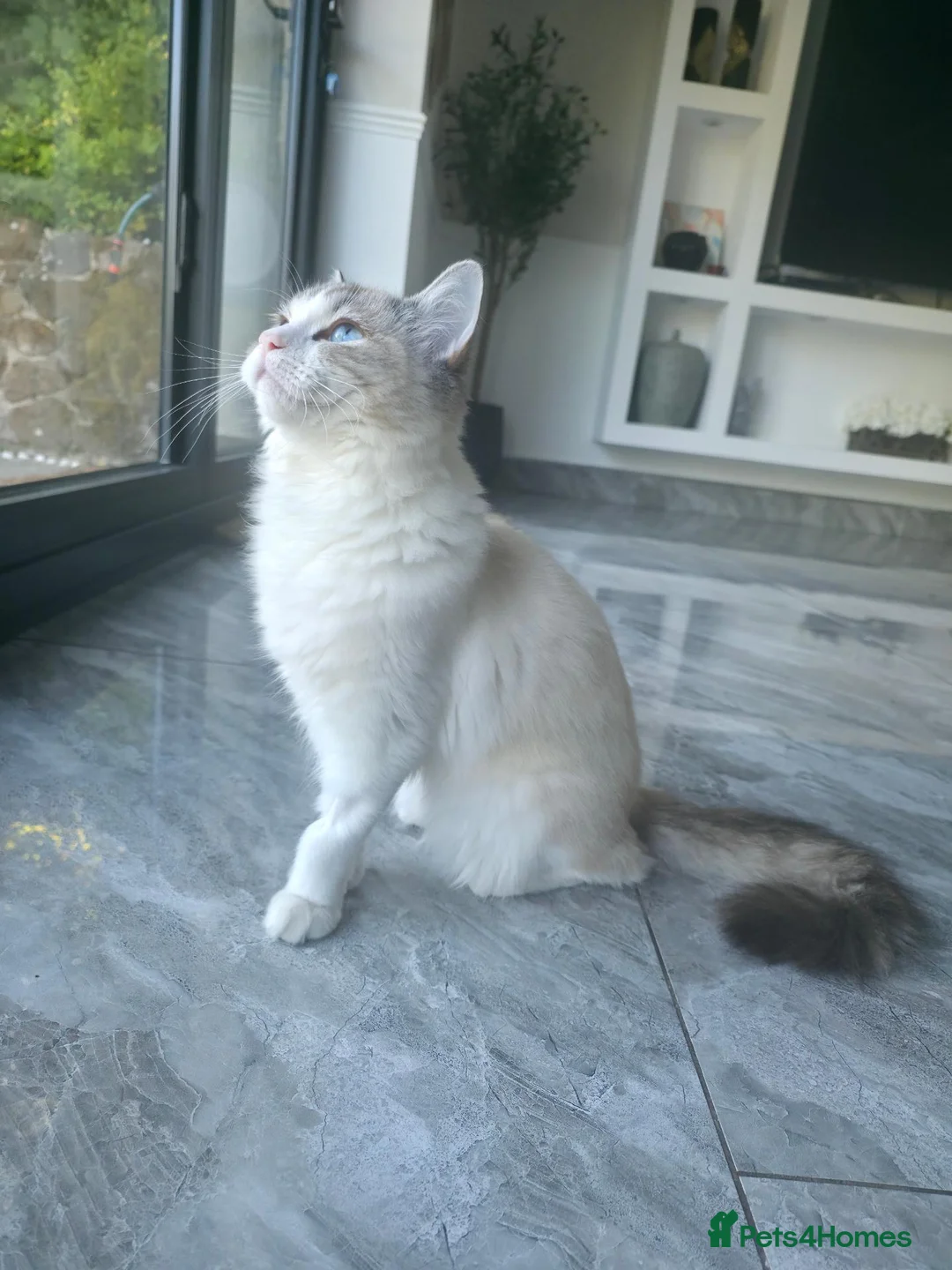 Ragdoll cats for sale: 🐾 Beautiful 7-Month-Old Ragdoll Cat for  Sale 🐾 in Luton - Advert 1