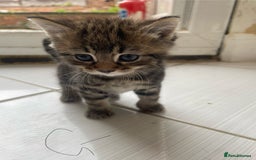 Mixed Breed cats for sale: AVAILABLE SECOND WEEK OF SEPTEMBER  - Image 10