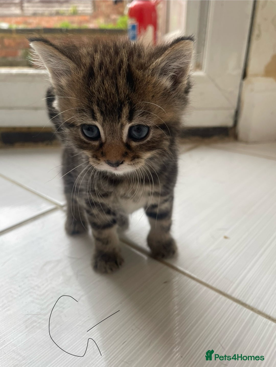 Mixed Breed cats for sale: AVAILABLE SECOND WEEK OF SEPTEMBER  - Image 10