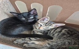 Mixed Breed cats for sale: 3 lovely playful male Kittens looking for home - Image 7
