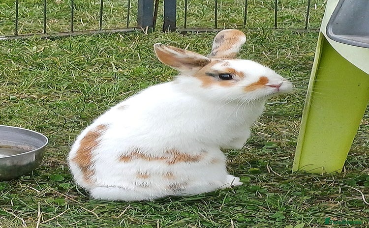 Netherland Dwarf rabbits Netherland dwarfs. 6mts old buck available.  - Advert 4