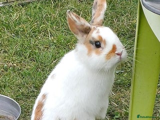 Netherland Dwarf rabbits Netherland dwarfs. 6mts old buck available. - Advert 12