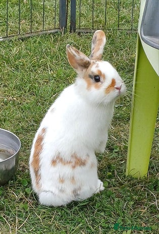 Netherland Dwarf rabbits Netherland dwarfs. 6mts old buck available. - Advert 4