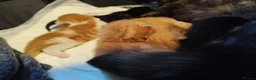 Mixed Breed cats for sale: Beautiful kittens looking for loving forever homes - Advert 3