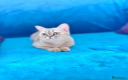 Scottish Fold cats for sale: Rare brown gold chinchilla girl  ready now x - Image 14