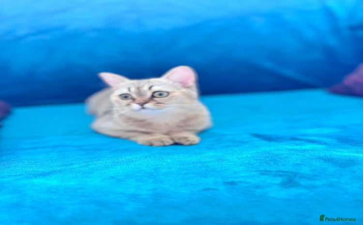 Scottish Fold cats - Advert 8