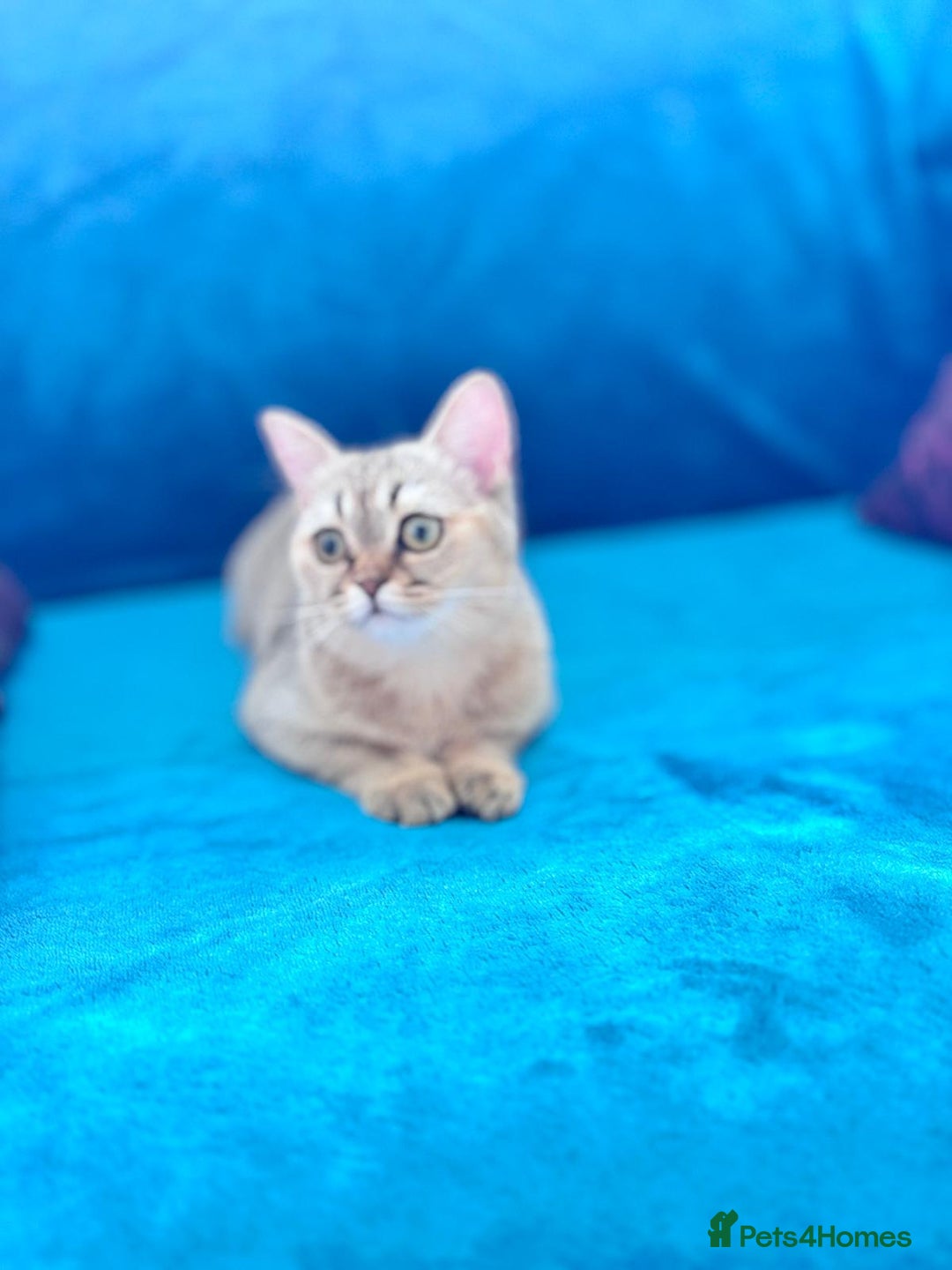 Scottish Fold cats for sale: Rare brown gold chinchilla girl  ready now x - Image 14