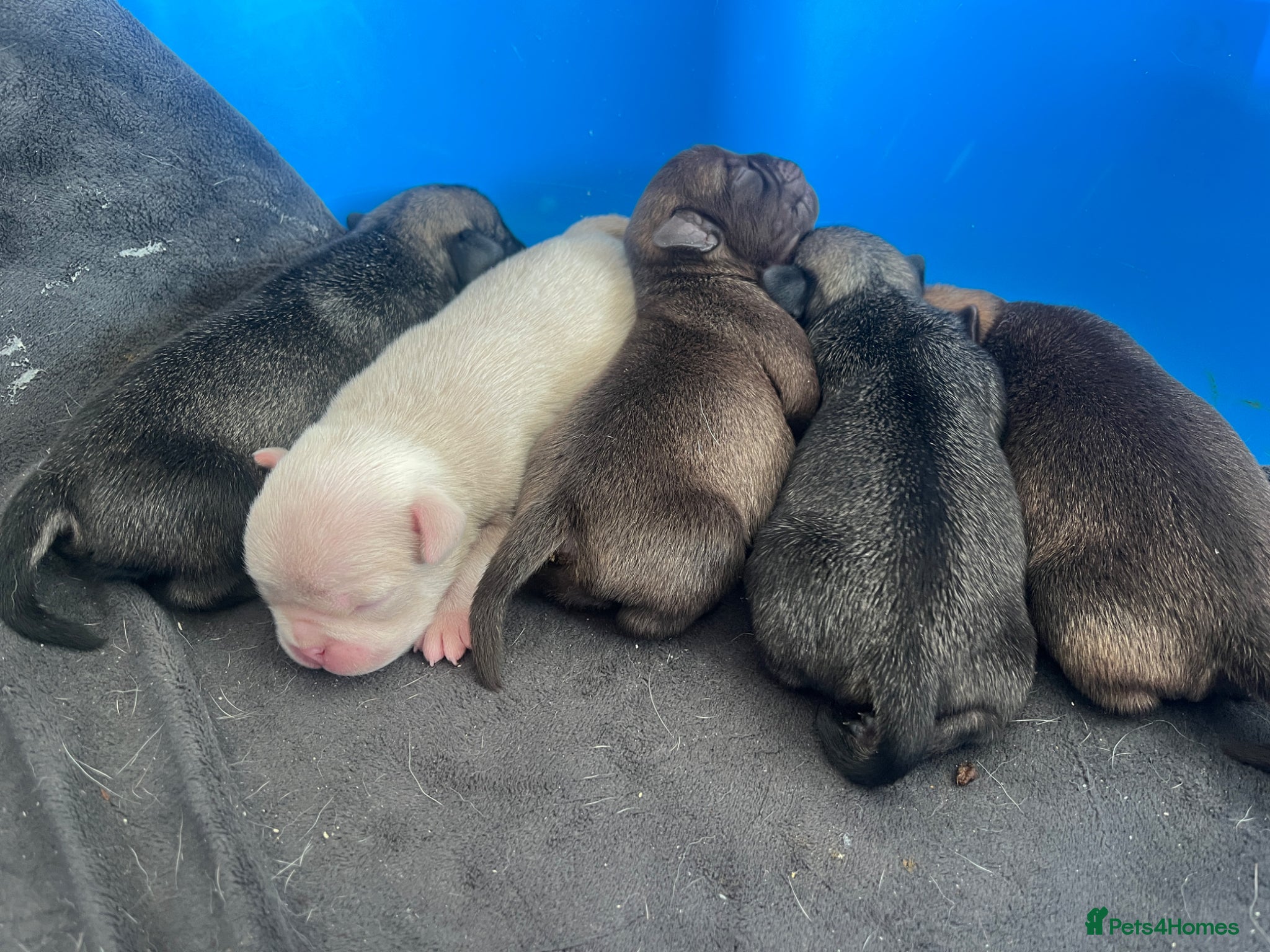 Pug dogs 1 female left 1 male left  - Advert 20