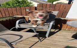 Mixed Breed dogs for sale: Cross collie / bearded collie - Image 1