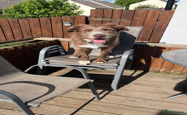 Mixed Breed dogs - Advert 7