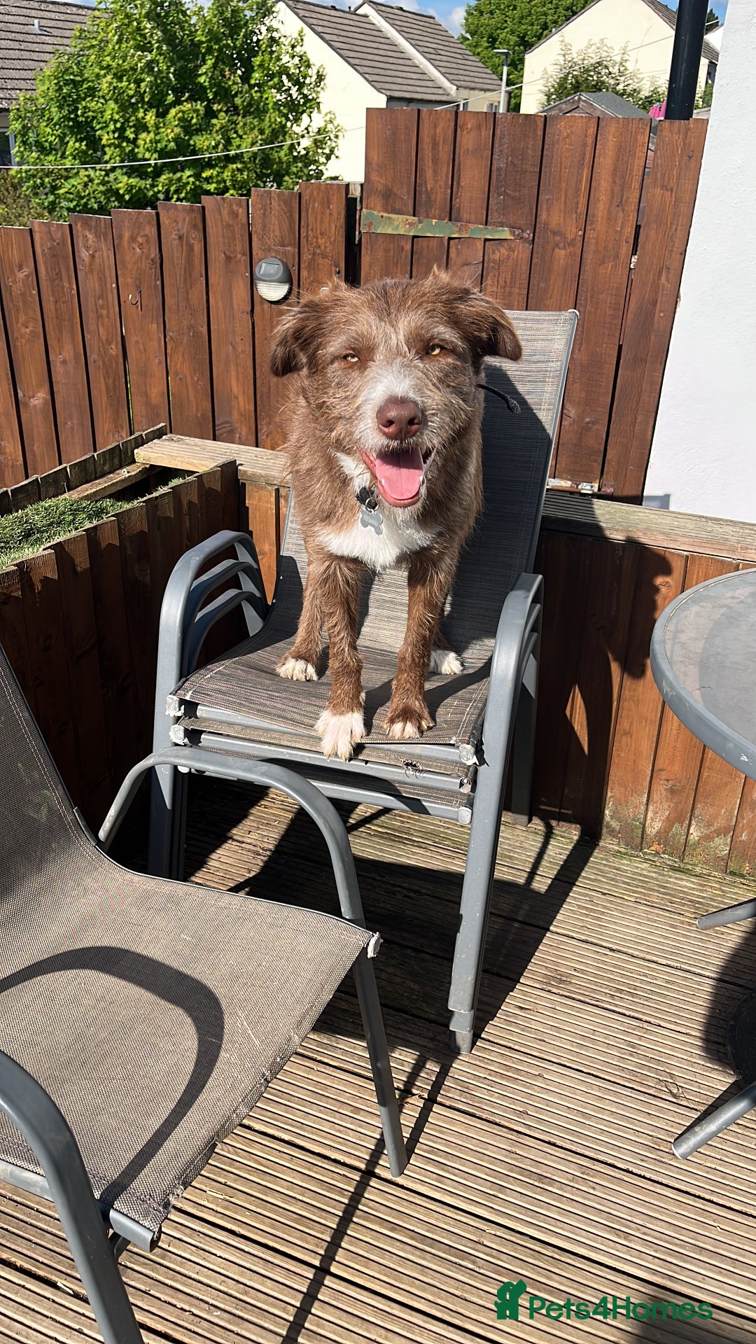 Mixed Breed dogs for sale: Cross collie / bearded collie - Image 1