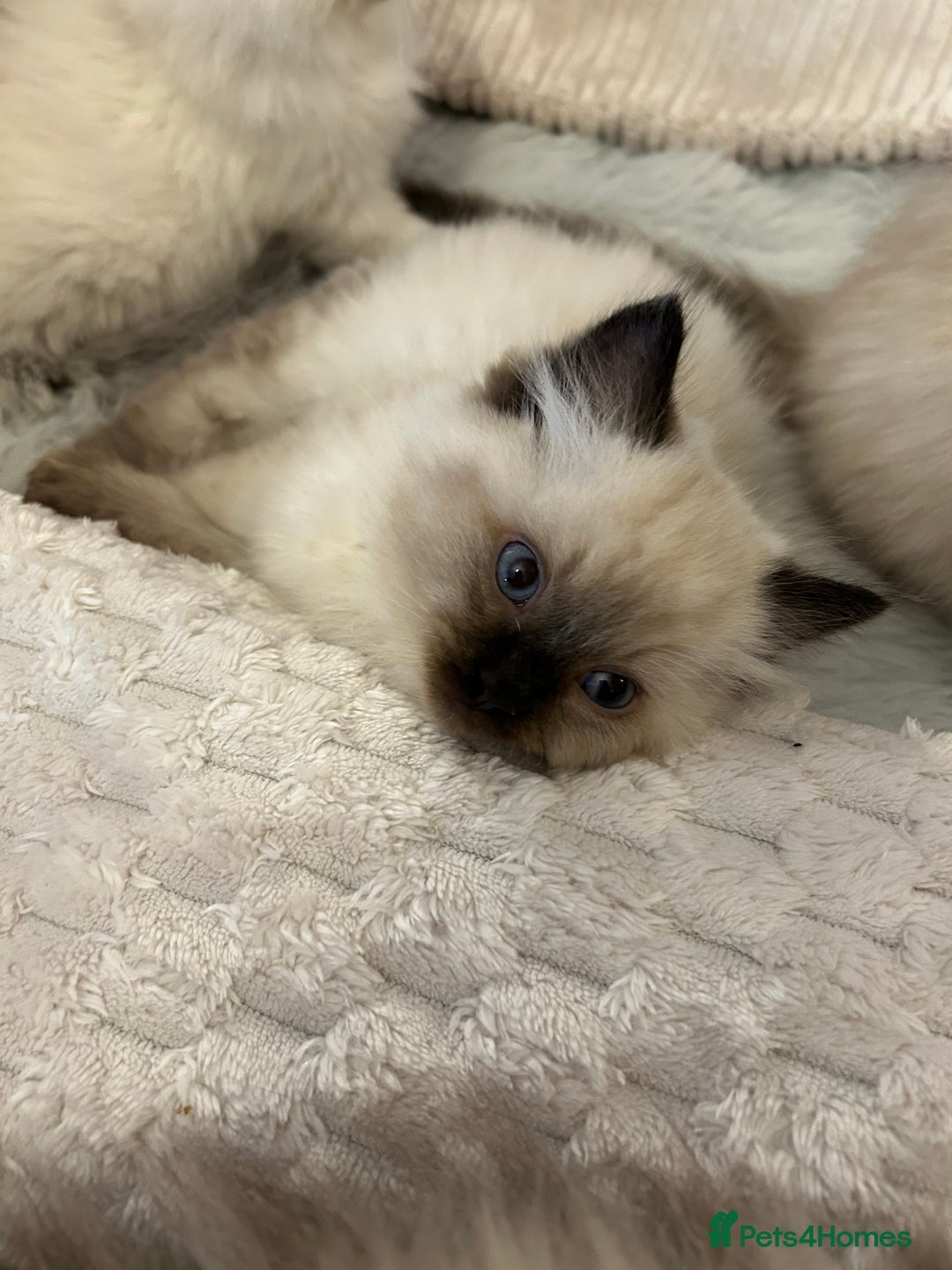 Ragdoll cats for sale: Ragdoll &Cherubim Kittens TICA Seal Blue - Advert 7