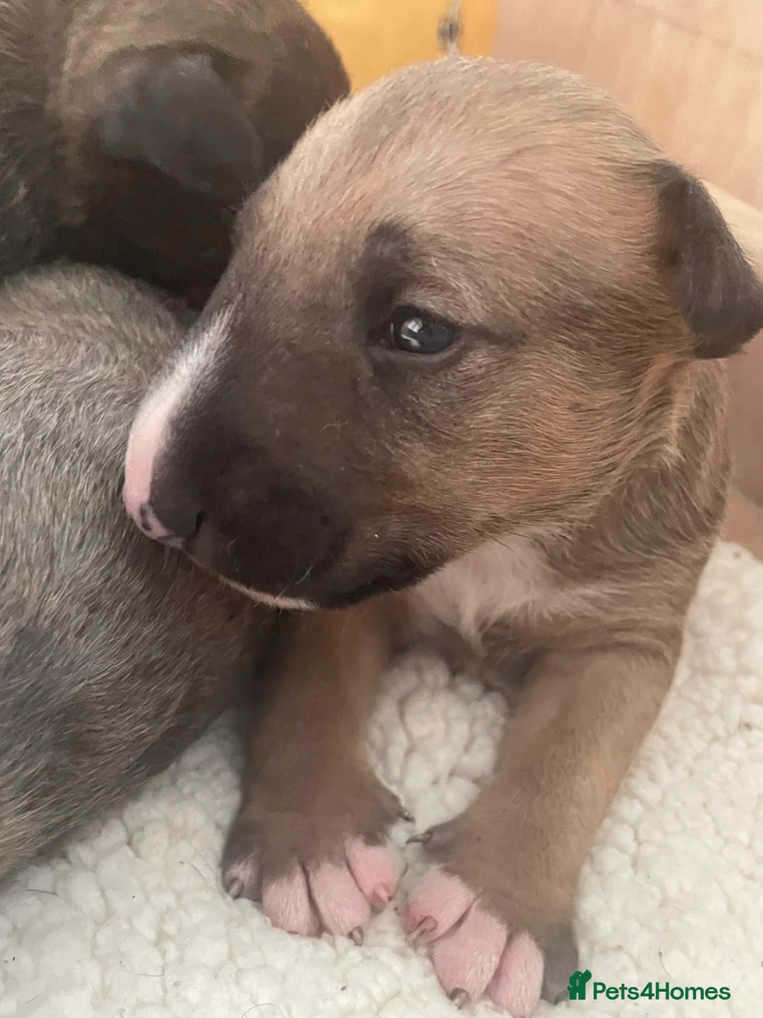 English Bull Terrier dogs for sale: KC Reg English Bull Terrier Puppies  in Downham Market - Advert 12