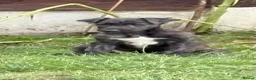 Deerhound dogs for sale: KC registered deerhound pups - Advert 6