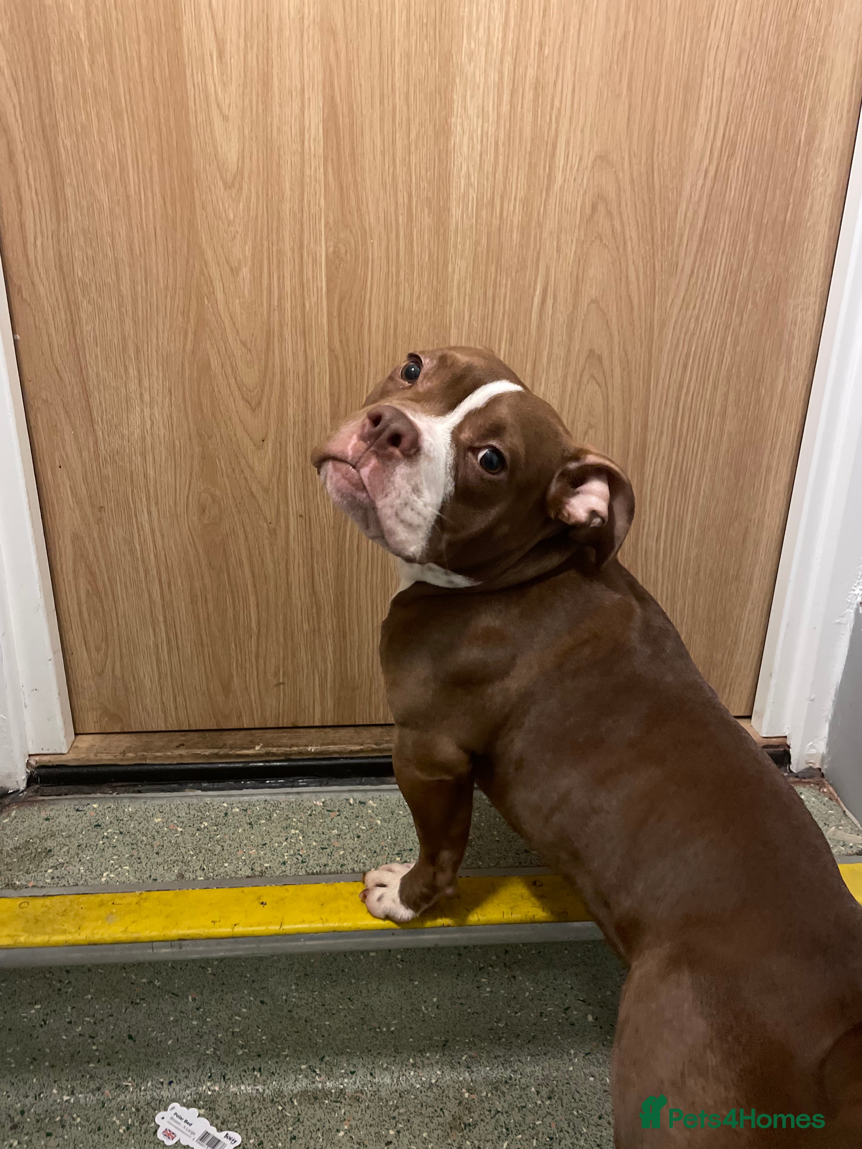 American Bully dogs Cali the classic pocket bully  - Advert 8