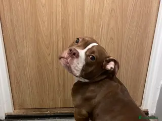 American Bully dogs Cali the classic pocket bully - Advert 2