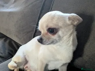 Chihuahua dogs Chihuahua Litter Due March - Advert 5