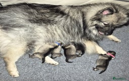 Keeshond dogs for sale: Stunning Keeshond puppies - Image 3