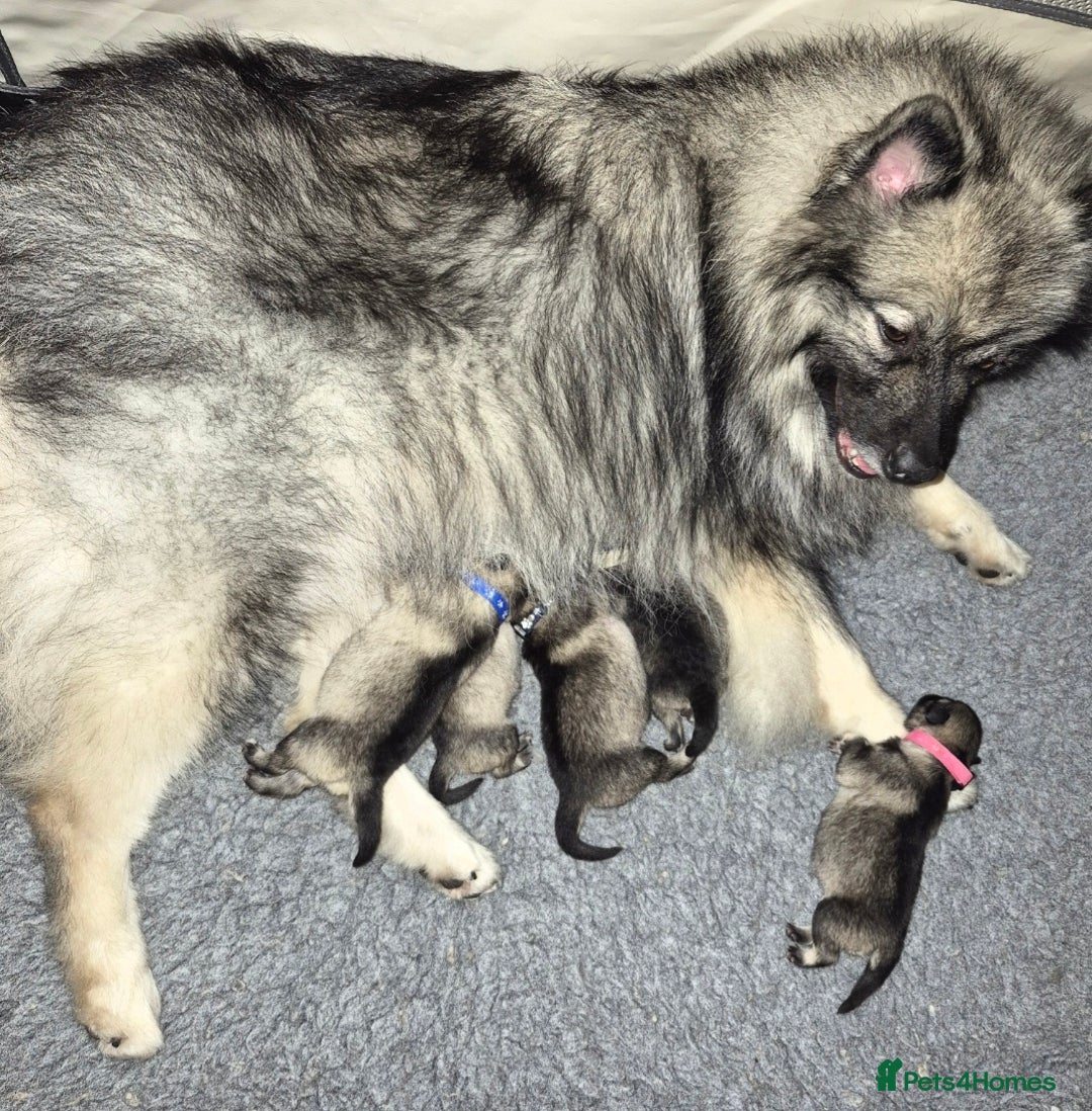 Keeshond dogs for sale: Stunning Keeshond puppies - Image 3