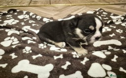 English Bulldog dogs for sale: English bulldogs! SERIOUS DNA  - Image 7