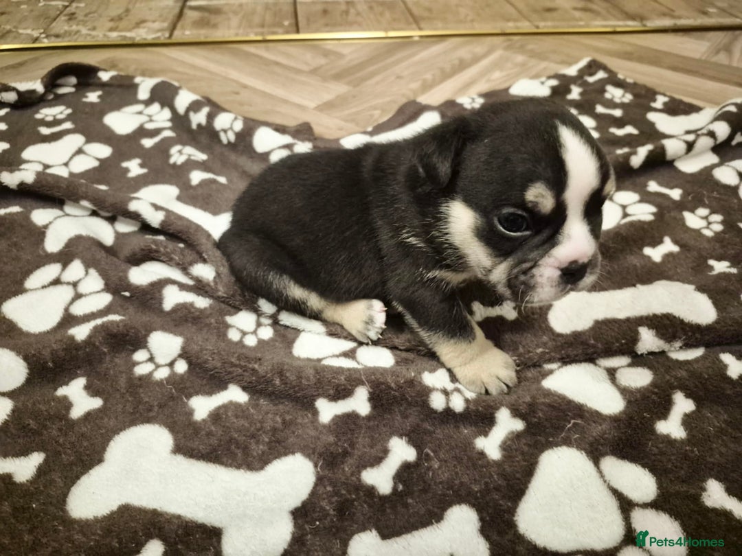 English Bulldog dogs for sale: English bulldogs! SERIOUS DNA  - Image 7