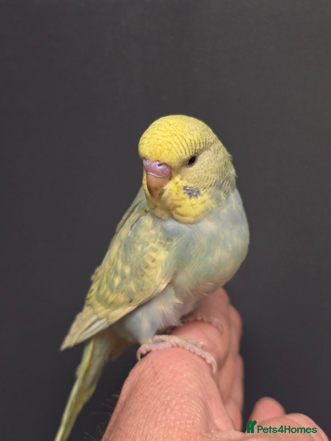 Budgerigars birds for sale: Beautiful Baby Budgies Ready now!!! - Image 4