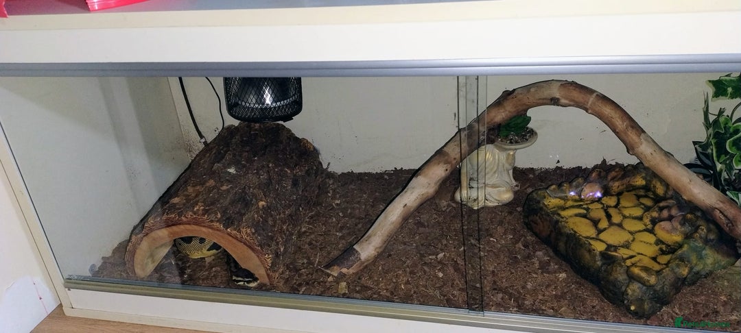 Python Snake reptiles for sale: Royal python  - Advert 9