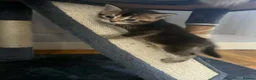 Scottish Fold cats for sale: Scottish fold kittens  - Advert 5