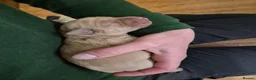 Labrador Retriever dogs for sale: KC Registered Labrador Puppies  - Advert 3