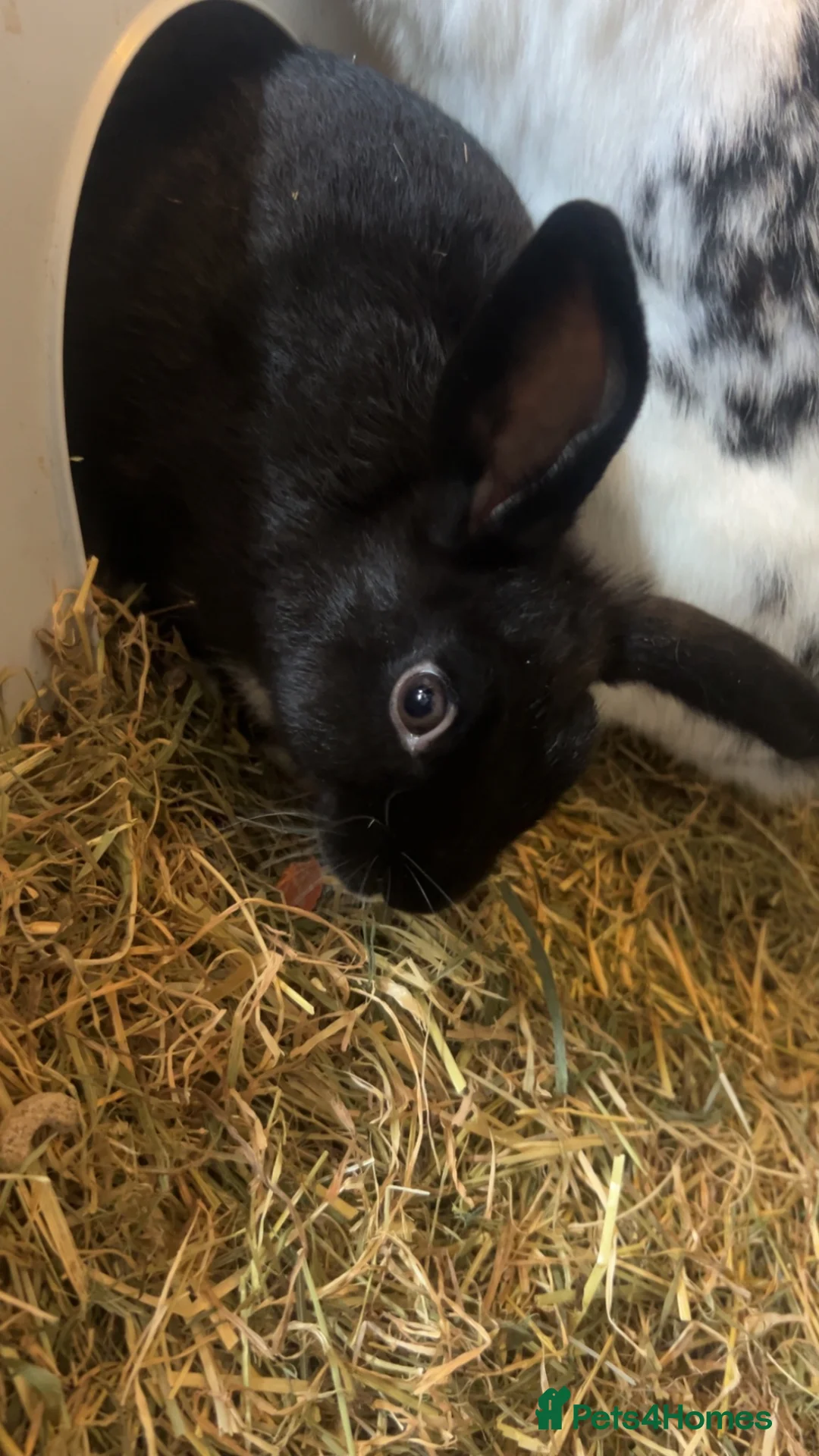 Mixed Breed rabbits for sale: 2rabbits one boy one girl  - Advert 2