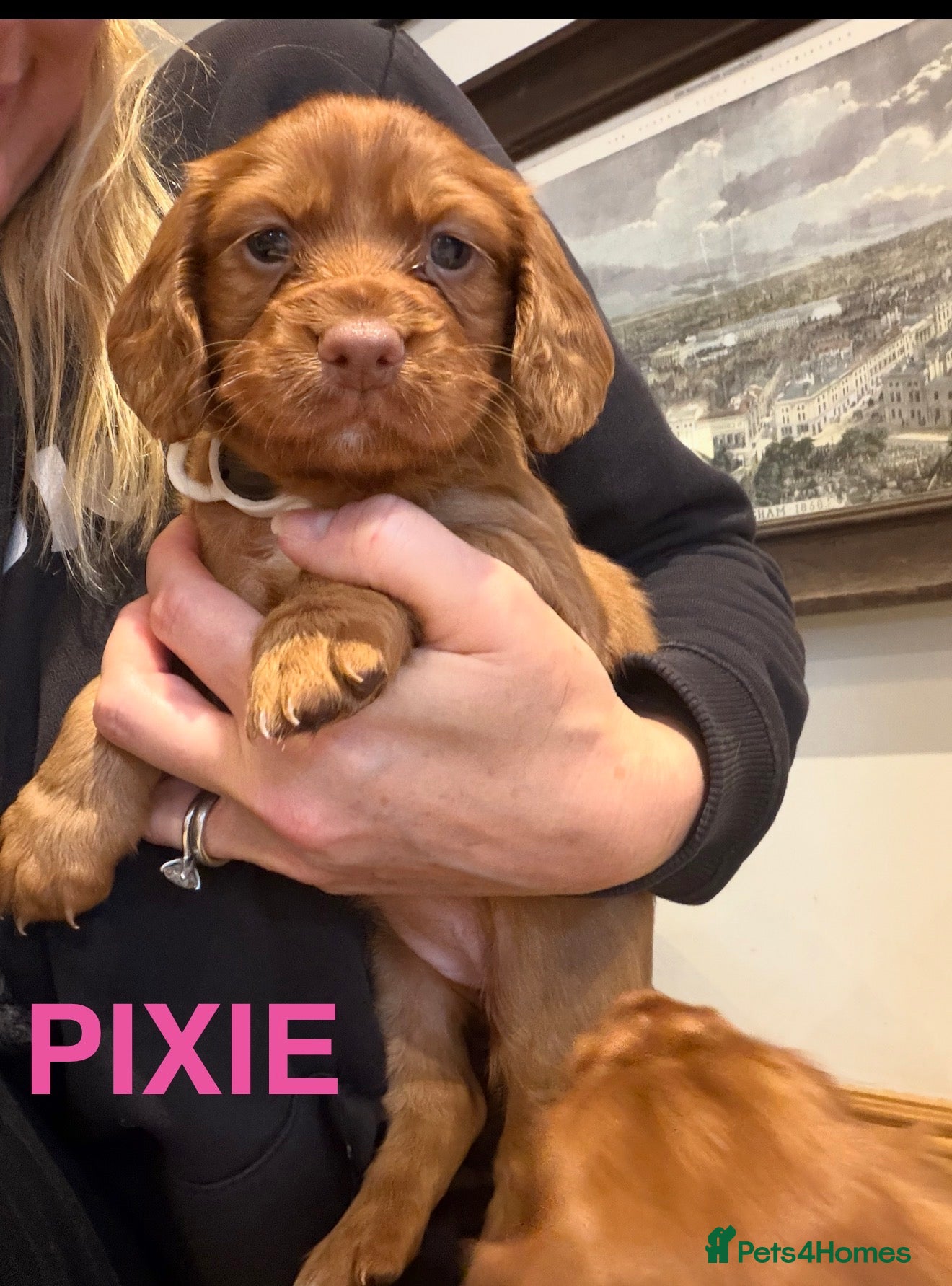 Cocker Spaniel dogs KC REGISTERED WORKING COCKER SPANIEL PUPPIES - Advert 2