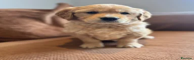 Golden Retriever Puppy 5