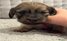 Miniature Dachshund dogs for sale: Reservation list now open! - Image 18
