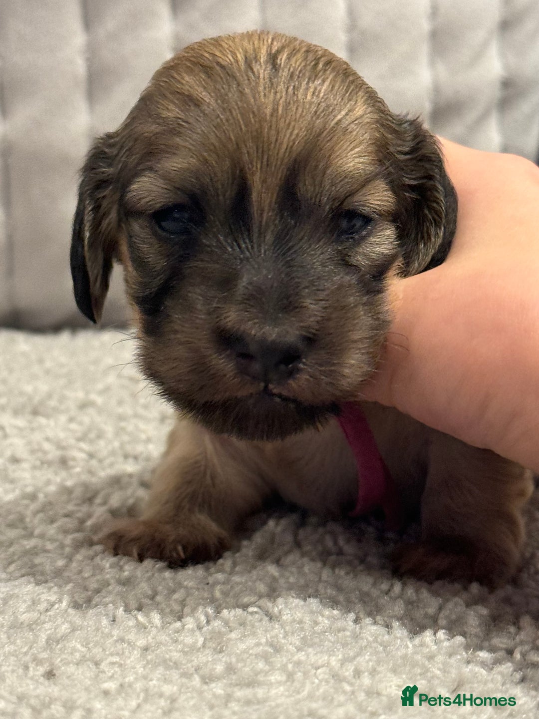 Miniature Dachshund dogs for sale: Reservation list now open! - Image 18