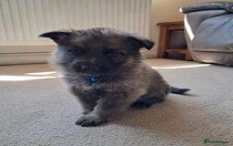 German Shepherd dogs for sale: German shepherd puppies  - Image 5
