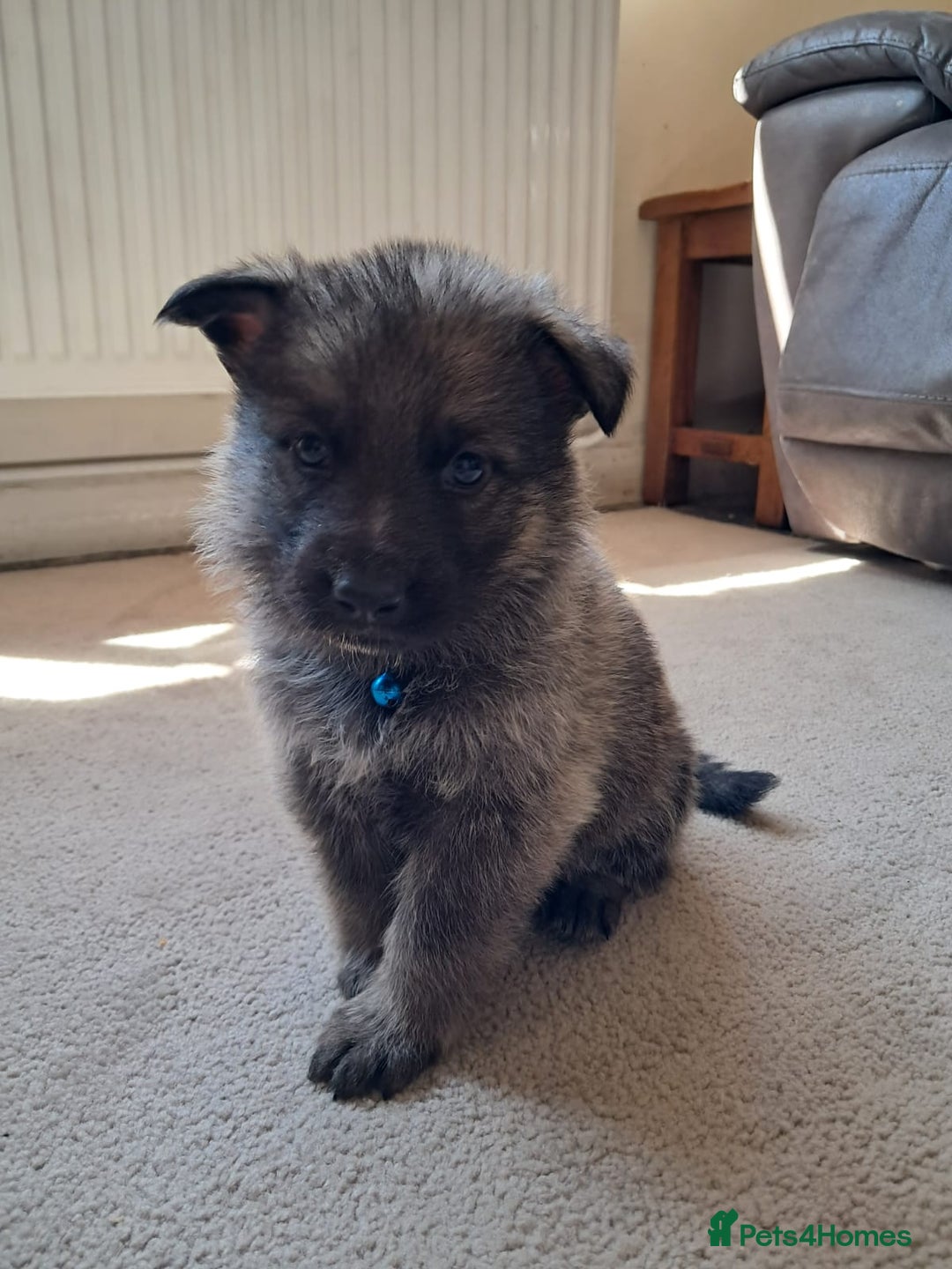 German Shepherd dogs for sale: German shepherd puppies  - Image 5