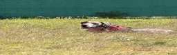 Great Dane dogs for sale: Merlin 8 month old Great Dane puppy - male  - Advert 7