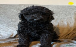 Labradoodle dogs for sale:  Standard Labradoodle puppies  - Image 7