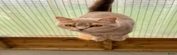 British Shorthair cats for sale: British shorthair  - Advert 3