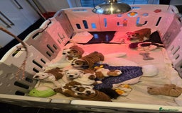 English Bulldog dogs for sale: Show Kennel Avaword Bulldog puppies  - Image 10