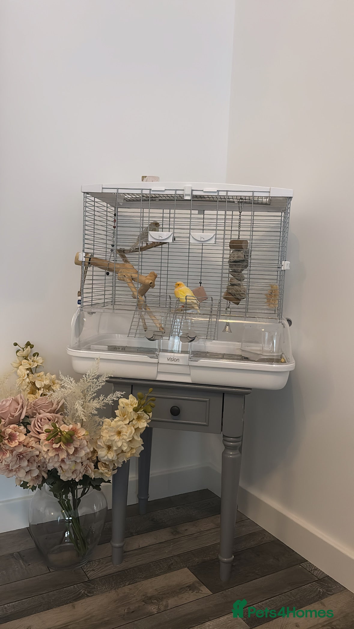 Canaries birds Singing canary pair - Advert 1