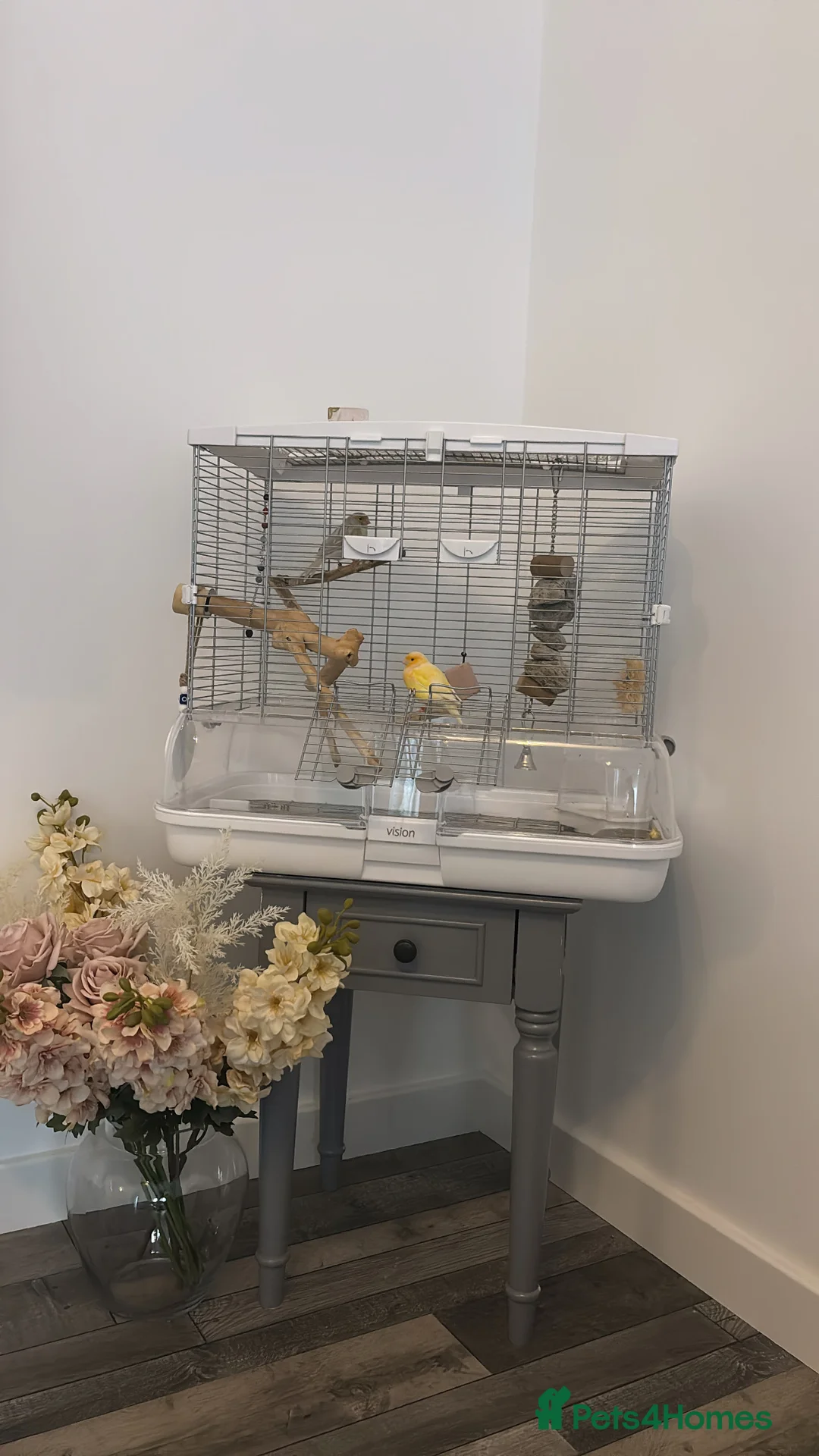 Canaries birds for sale: Singing canary pair - Advert 1