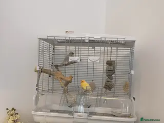 Canaries birds Singing canary pair - Advert 1