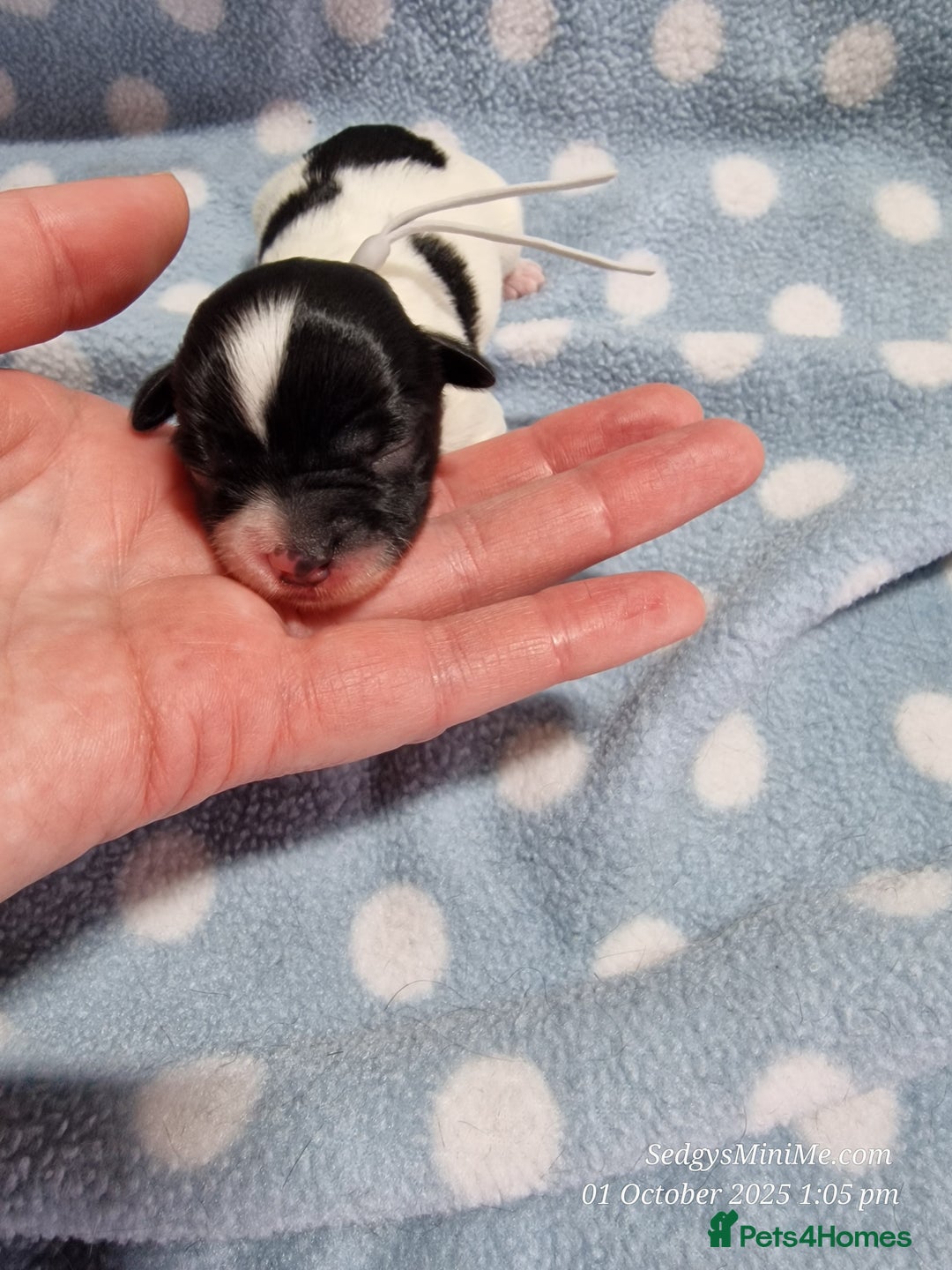 Mixed Breed dogs for sale: Male BieChi Biewer Terrier x Chihuahua pup  - Advert 11