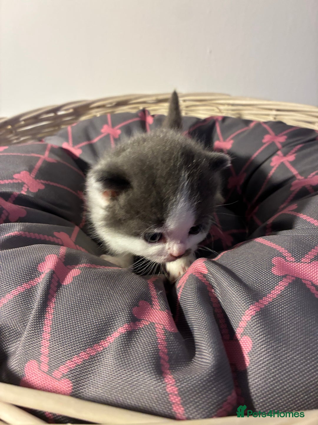 British Shorthair cats for sale: 5 BSH TICA REGISTERED KITTENS - Advert 4