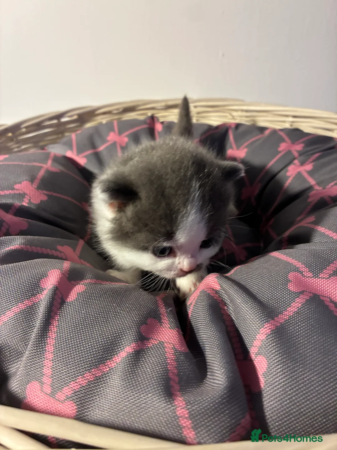 British Shorthair cats for sale: LAST 1 REMAINING BSH TICA KITTENS - Advert 5